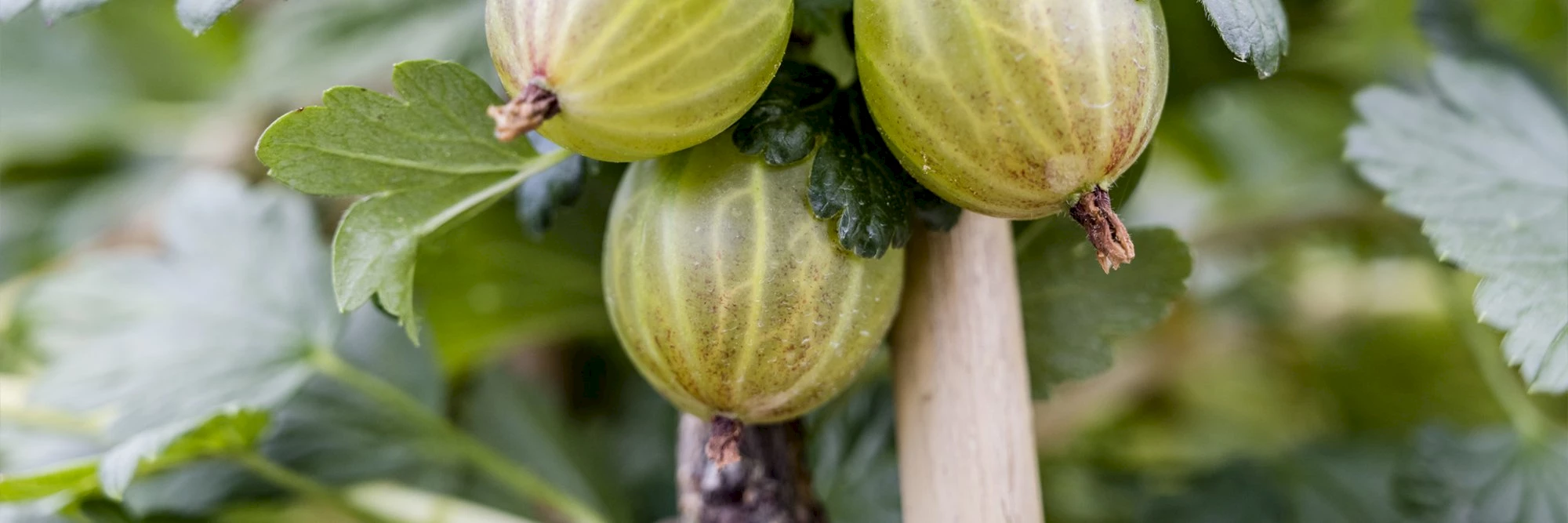 Bild von Stachelbeeren