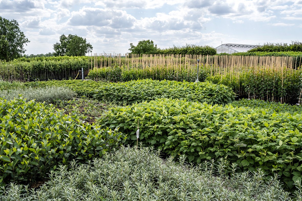 Betrieb ObstbaumSchmitt