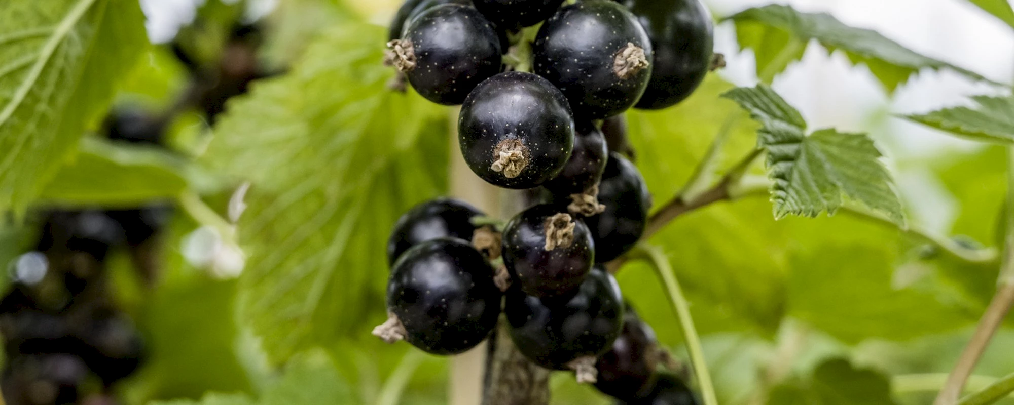Schwarze Johannisbeeren