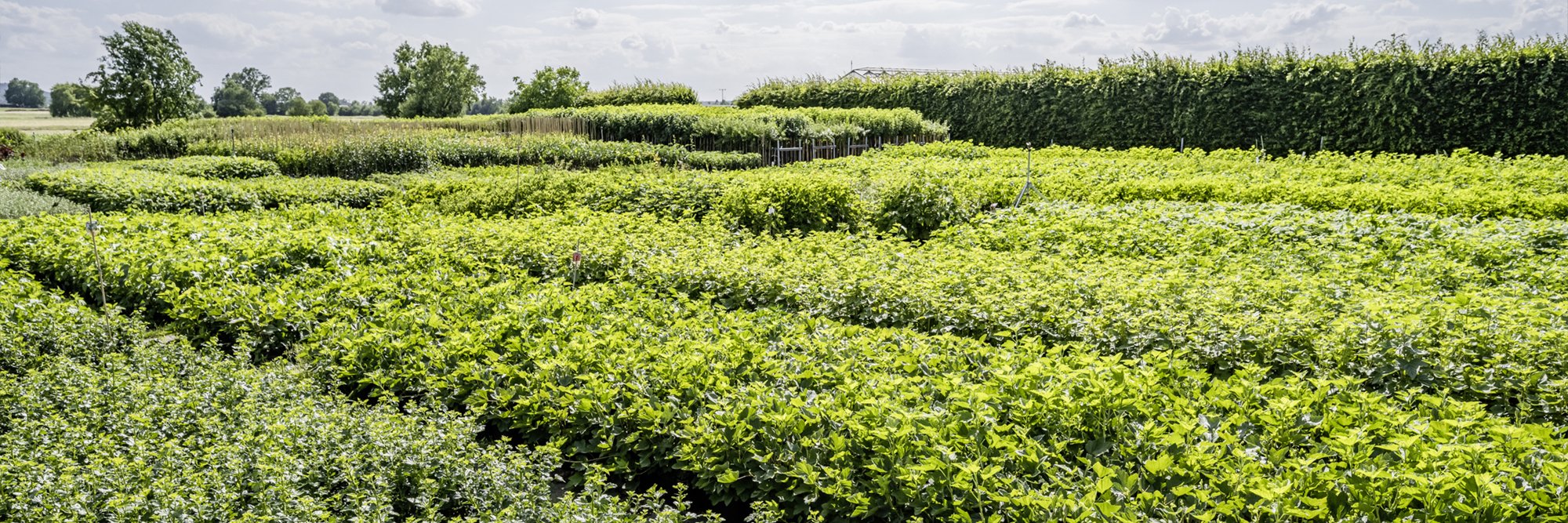 Fläche ObstbaumSchmitt