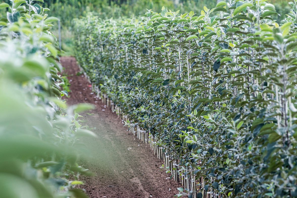 Betrieb ObstbaumSchmitt