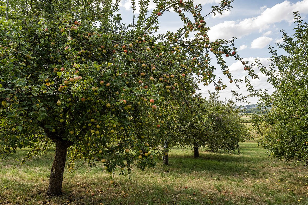 Fläche ObstbaumSchmitt